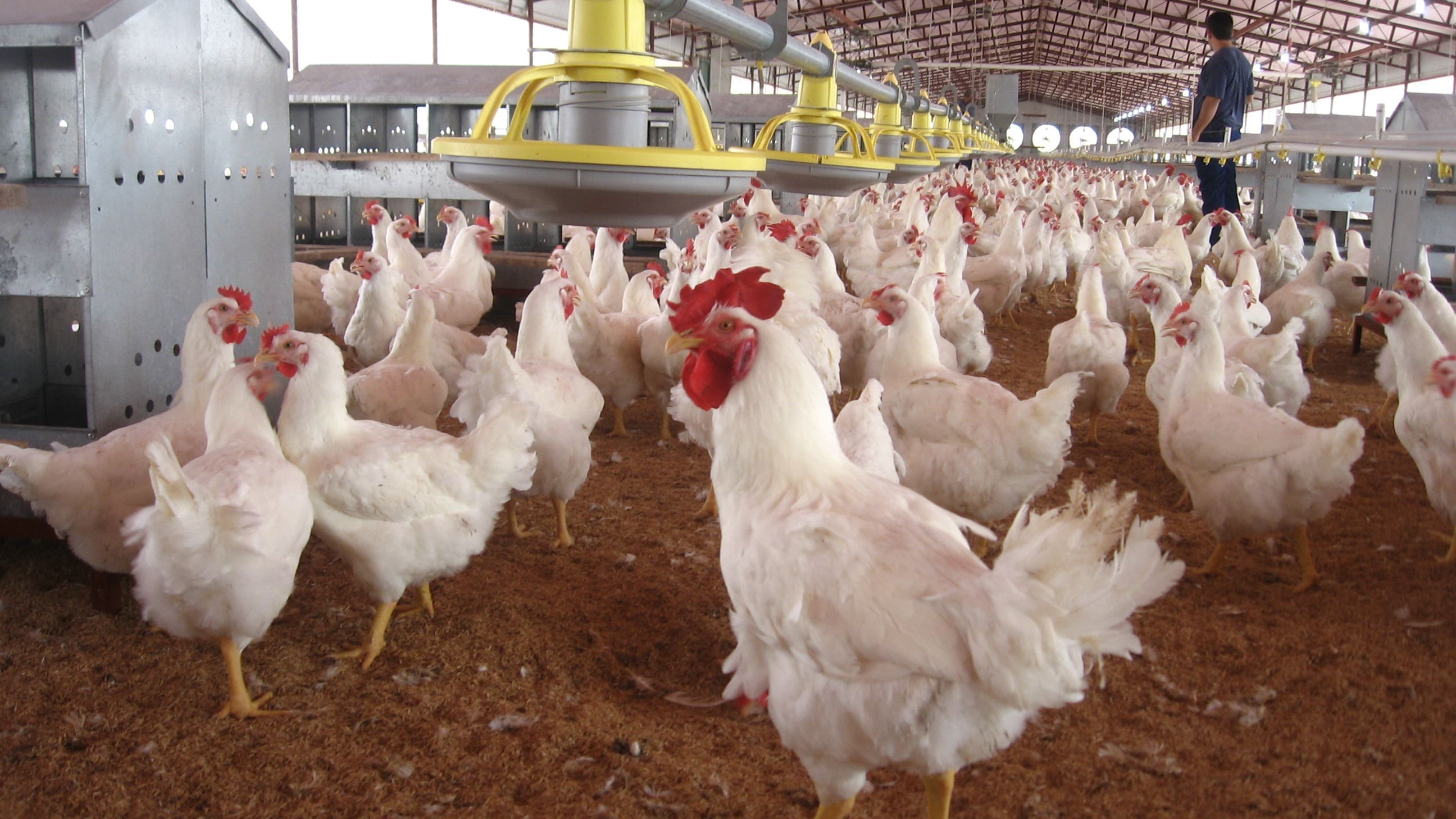 Modernización y Consolidación